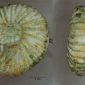 Hypacanthoplites milletianus