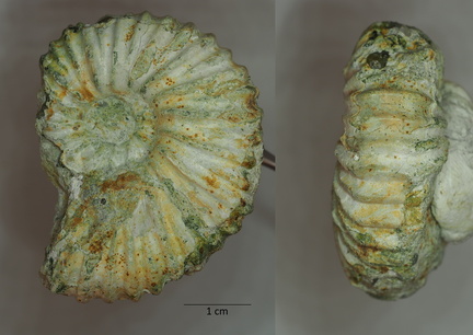 Hypacanthoplites milletianus