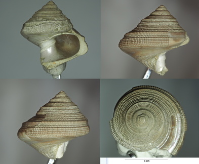 Bathrotomaria muensteri