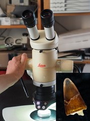 Exposition de microfossiles à venir