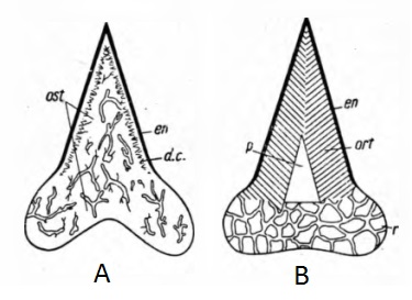 LSG Lab shark tooth dentine structure after Glikman