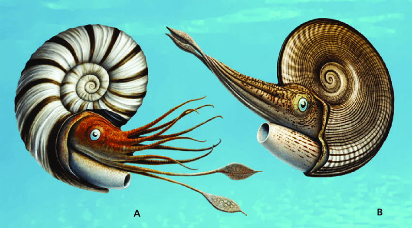 Ammonoidea reconstruction